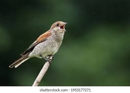 Attēlu rezultāti vaicājumam “Lanius collurio female”