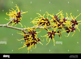 Attēlu rezultāti vaicājumam “Hamamelis japonica”