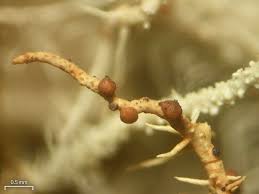 Attēlu rezultāti vaicājumam “Biatoropsis usnearum”