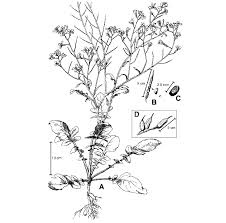 Attēlu rezultāti vaicājumam “Raphanus raphanistrum fruit”