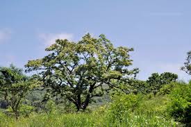 Attēlu rezultāti vaicājumam “Tilia amurensis”