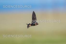 Image result for Petrochelidon pyrrhonota