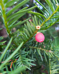 Attēlu rezultāti vaicājumam “Exochorda giraldii var. wilsonii”