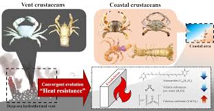 Attēlu rezultāti vaicājumam “Crustacea”