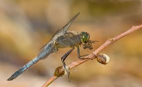 Attēlu rezultāti vaicājumam “Orthetrum cancellatum male”