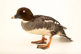 Attēlu rezultāti vaicājumam “Bucephala clangula female”