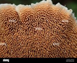 Attēlu rezultāti vaicājumam “Hydnellum aurantiacum”