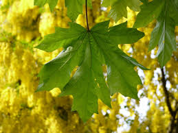 Attēlu rezultāti vaicājumam “Laburnum anagyroides leaf”