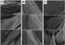 Attēlu rezultāti vaicājumam “Isothecium alopecuroides sporophyte”