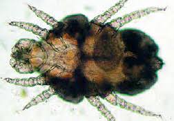 Attēlu rezultāti vaicājumam “Trichia scabra sessile”