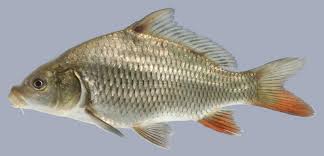 Image result for Cyprinus carpio