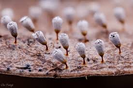 Attēlu rezultāti vaicājumam “Craterium sp.”