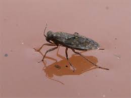 Attēlu rezultāti vaicājumam “Saldula saltatoria”