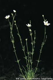 Attēlu rezultāti vaicājumam “Sagina nodosa”