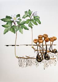 Attēlu rezultāti vaicājumam “Dumontinia tuberosa”