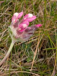 Attēlu rezultāti vaicājumam “Anthyllis vulneraria flower”