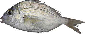 Image result for Stenotomus chrysops