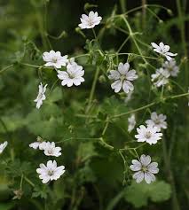 Attēlu rezultāti vaicājumam “Geranium pyrenaicum flower”