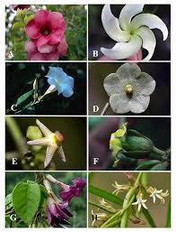 Attēlu rezultāti vaicājumam “Apocynaceae”