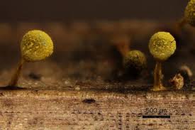 Attēlu rezultāti vaicājumam “Craterium aureum”