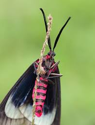 Attēlu rezultāti vaicājumam “Zygaenidae”