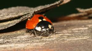 Attēlu rezultāti vaicājumam “Coccinella quinquepunctata”