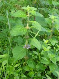 Attēlu rezultāti vaicājumam “Mentha arvensis leaf”