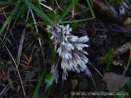 Attēlu rezultāti vaicājumam “Thelephora penicillata”