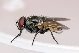 Attēlu rezultāti vaicājumam “Muscidae”