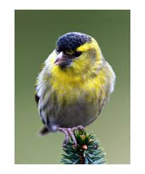 Attēlu rezultāti vaicājumam “Carduelis spinus female”