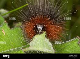 Attēlu rezultāti vaicājumam “Arctia caja larva”