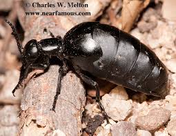 Attēlu rezultāti vaicājumam “Meloe sp.”