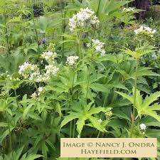 Attēlu rezultāti vaicājumam “Carex dioica male flower”