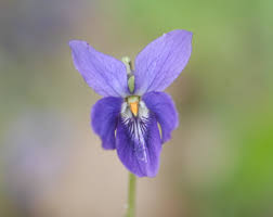 Image result for Veilchen