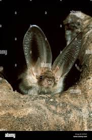 Attēlu rezultāti vaicājumam “Plecotus auritus”