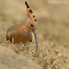 Attēlu rezultāti vaicājumam “Upupa epops”