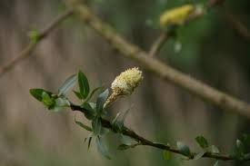 Attēlu rezultāti vaicājumam “Rabdophaga heterobia”