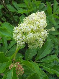 Attēlu rezultāti vaicājumam “Sambucus racemosa”