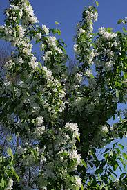 Attēlu rezultāti vaicājumam “Malus mandshurica”