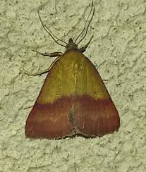 Attēlu rezultāti vaicājumam “Phytometra viridaria”