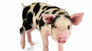 Bildresultat för pigs