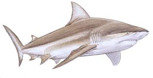 Image result for Carcharhinus