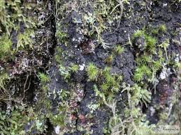 Attēlu rezultāti vaicājumam “Parmeliella triptophylla”