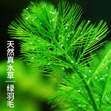 「綠羽毛」的圖片搜尋結果