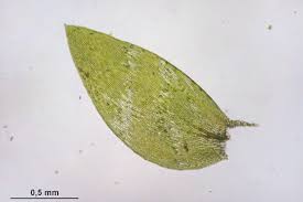 Attēlu rezultāti vaicājumam “Plagiothecium denticulatum”