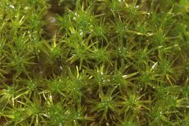 Attēlu rezultāti vaicājumam “Hymenostylium recurvirostrum”