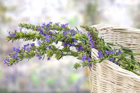 Attēlu rezultāti vaicājumam “Hyssopus officinalis flower”