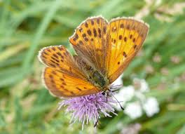 Attēlu rezultāti vaicājumam “Lycaena virgaureae female”
