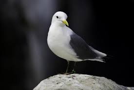 Attēlu rezultāti vaicājumam “Rissa tridactyla adult”