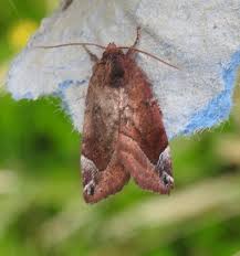 Attēlu rezultāti vaicājumam “Cosmia pyralina”